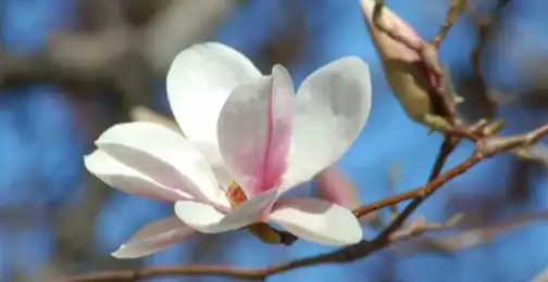 How to take magnolia extract?